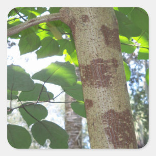 green leaves and tree trunk with cool bark square sticker