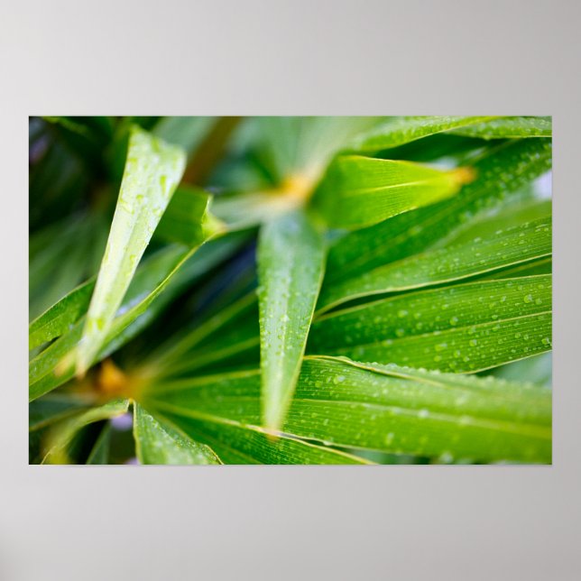 Green leaves background poster (Front)