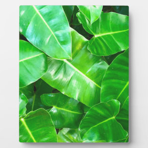 Green leaves Palm Leaf tropical foliage jungle  Plaque