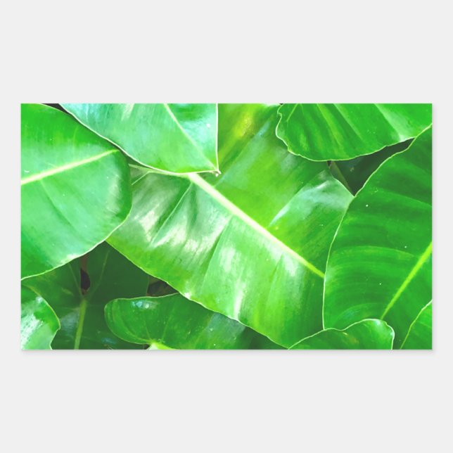 Green leaves Palm Leaf tropical foliage jungle  Sticker (Front)