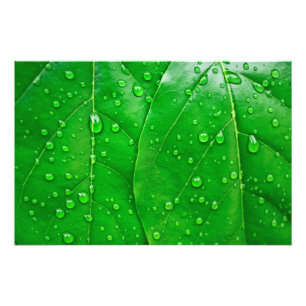 Green Leaves Photo Print