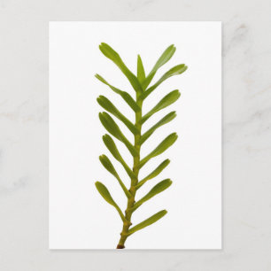 Green leaves postcard