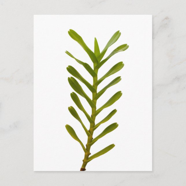 Green leaves postcard (Front)