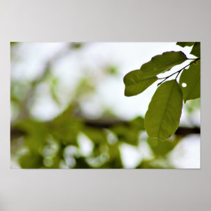 Green Leaves Poster