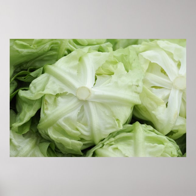Green lettuce poster (Front)