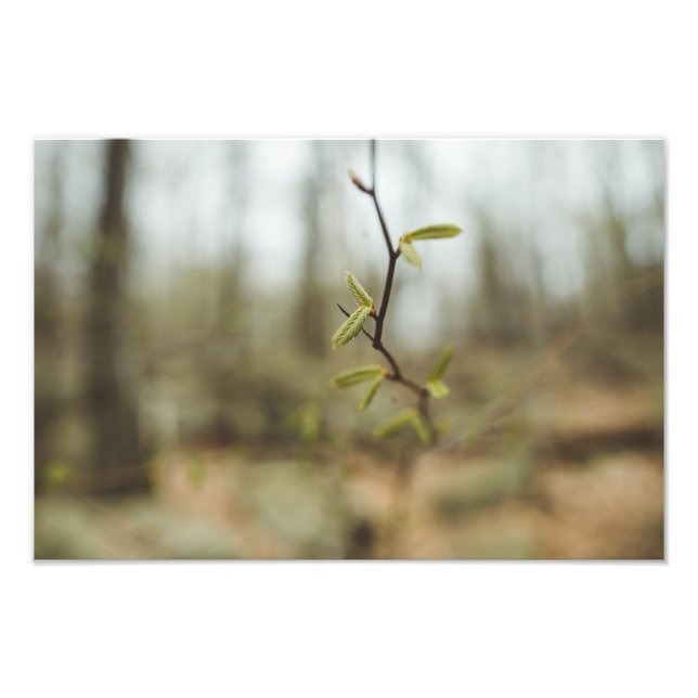 Green Life Photo Print (Front)