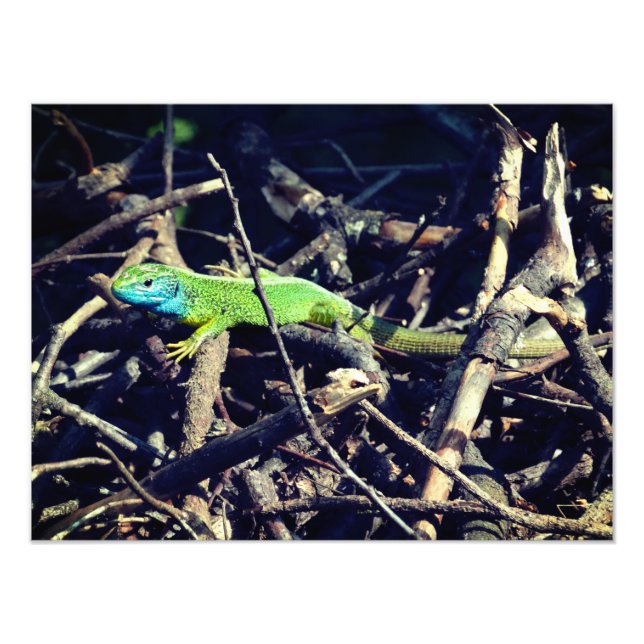 Green Lizard Photo Print (Front)