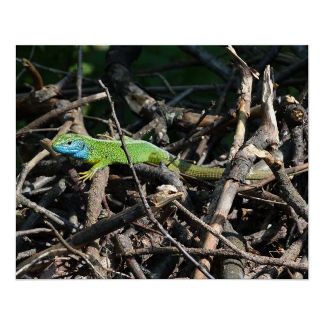 Green Lizard Photo Prints (Front)