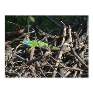 Green Lizard Photographies