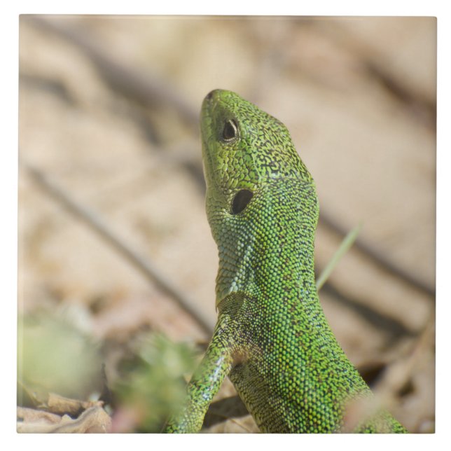 Green lizard tile (Front)