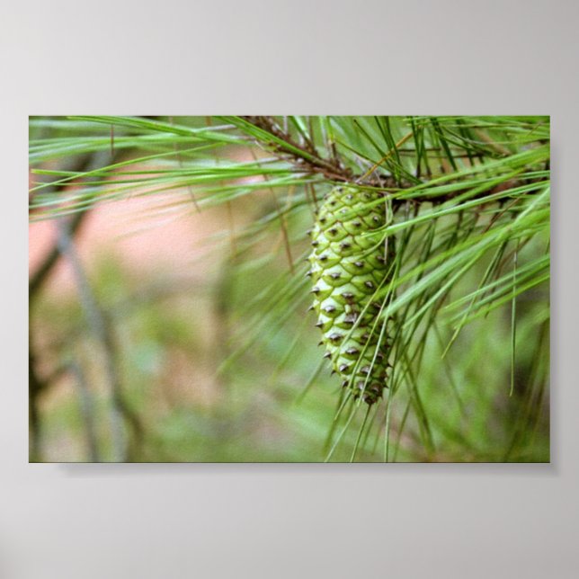 Green Long Leaf Pine Cone Poster (Front)
