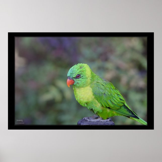 Green Lorikeet Poster (Front)