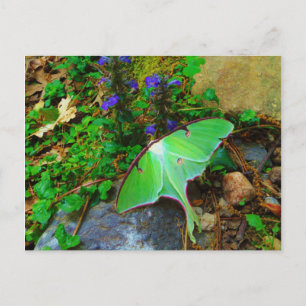Green Luna moth Postcard