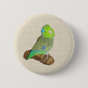 Green male parrotlet 2 inch round button
