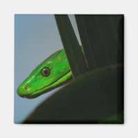 green mamba