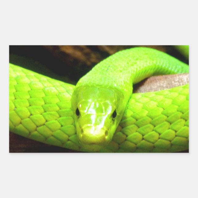 green mamba snake Wait for love in peace Sticker (Front)