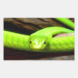 green mamba snake Wait for love in peace Sticker