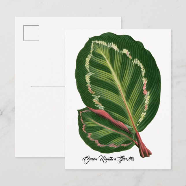 Green Mantara Illustris leaf illustration Poster Postcard (Front/Back)