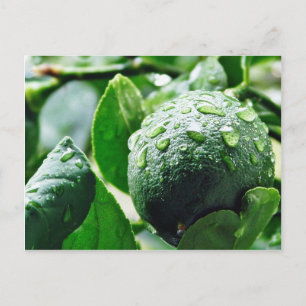 Green Meyer Lemon Postcard
