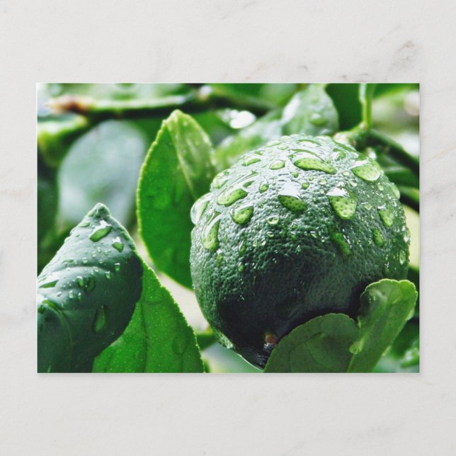 Green Meyer Lemon Postcard (Front)