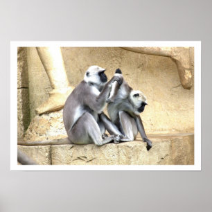 Green Monkeys Grooming Poster