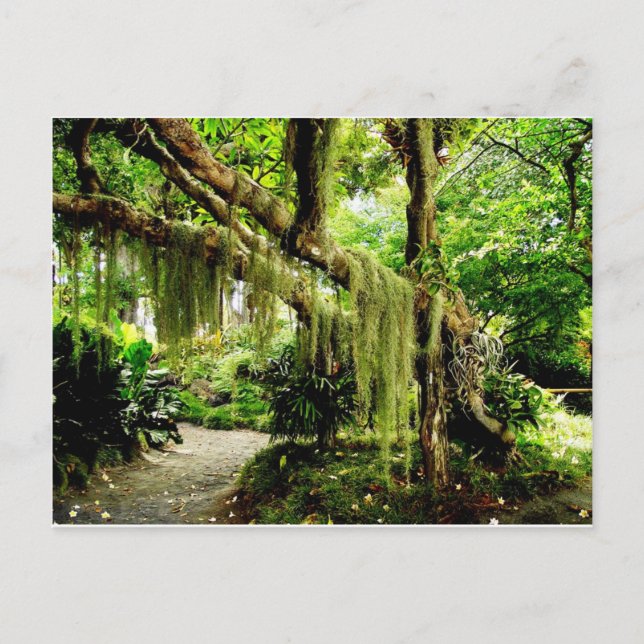 Green Moss Covered Tree Postcard (Front)
