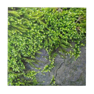 Green moss Entodon seductrix on grey stone Tile