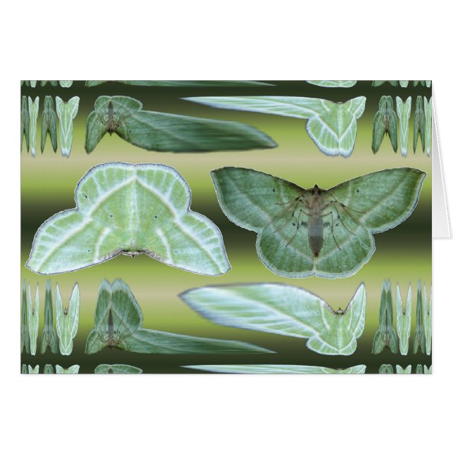 Green Moth ~ card (Front Horizontal)