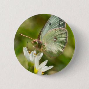 Green Moth on False Garlic Apparel and Gifts 2 Inch Round Button