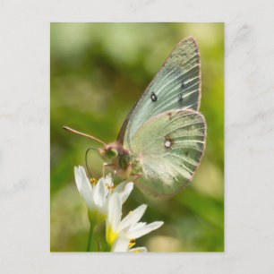 Green Moth on False Garlic Apparel and Gifts Postcard