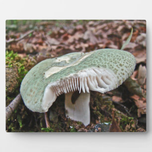 Green Mushroom - Russula crusosa Plaque