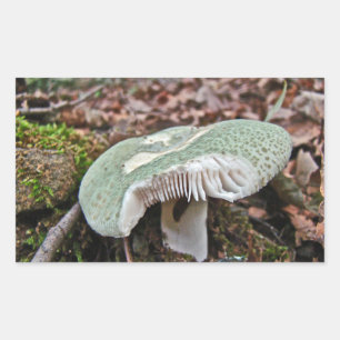 Green Mushroom - Russula crusosa Sticker