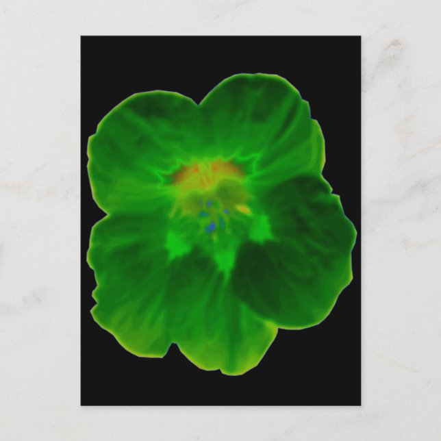 Green Nasturtium Postcard (Front)