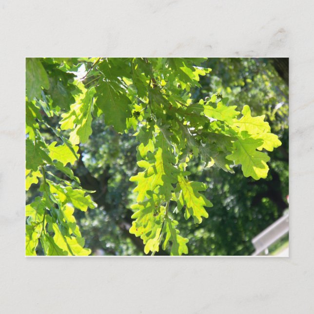 Green Oak Leaves Blank Postcard (Front)