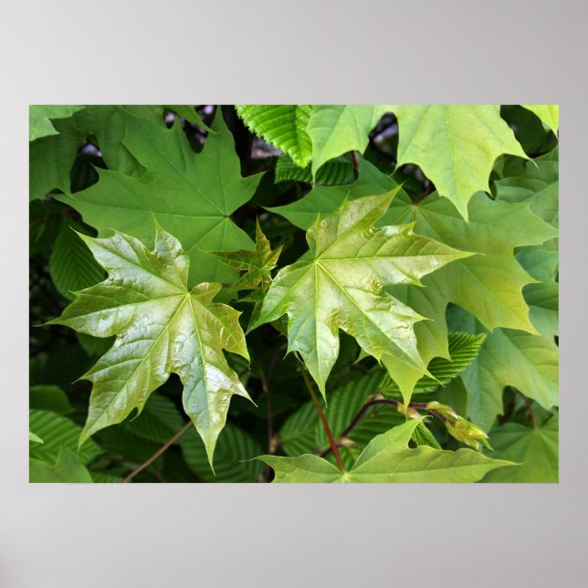 green of spring poster (Front)