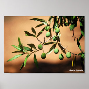 Green Olives on Branch Poster