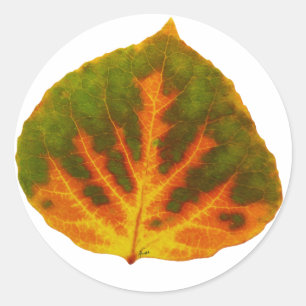 Green Orange & Yellow Aspen Leaf #1 Classic Round Sticker