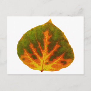 Green Orange & Yellow Aspen Leaf #1 Postcard