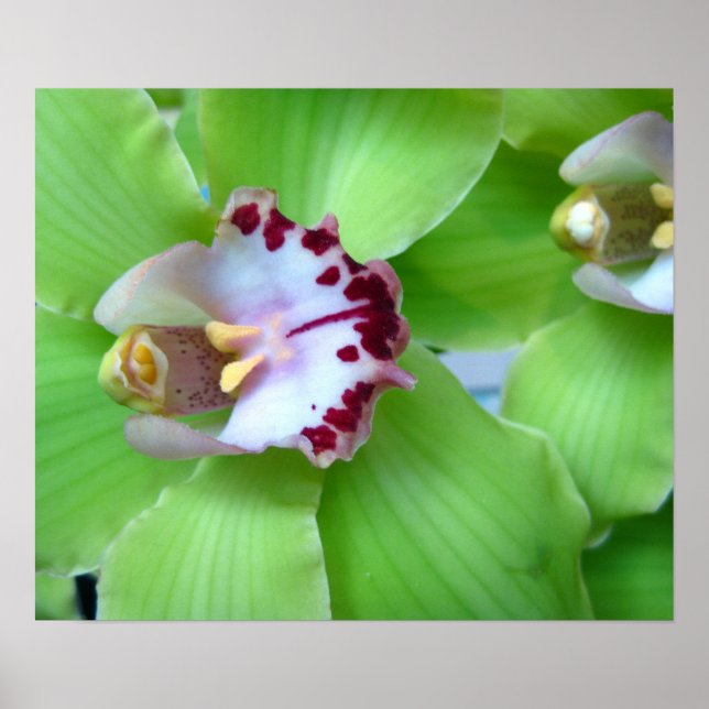 Green Orchids - Prints, Canvas, Framed Poster (Front)
