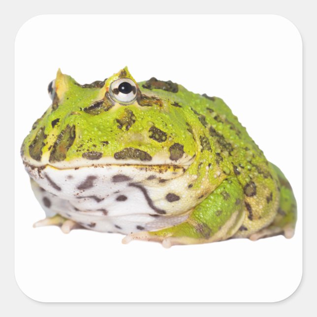 Green Pacman Frog Stickers (Front)