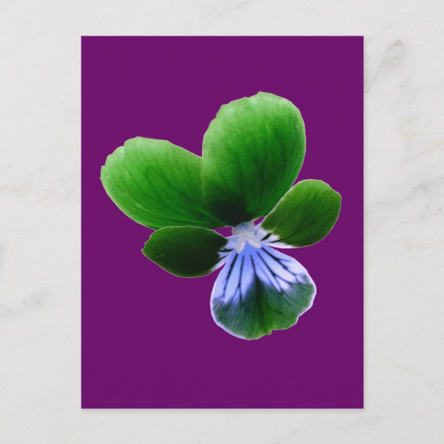 Green Pansy Postcard (Front)