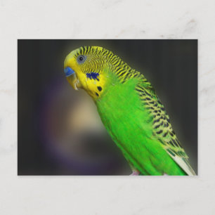 Green Parakeet Postcards