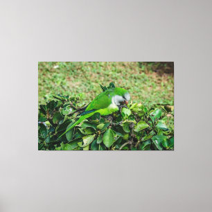 Green parrot canvas print