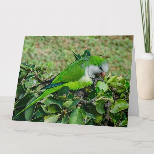 Green parrot card (Front)