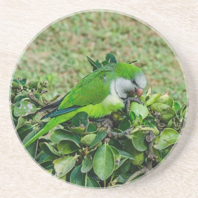 Green parrot coaster (Front)