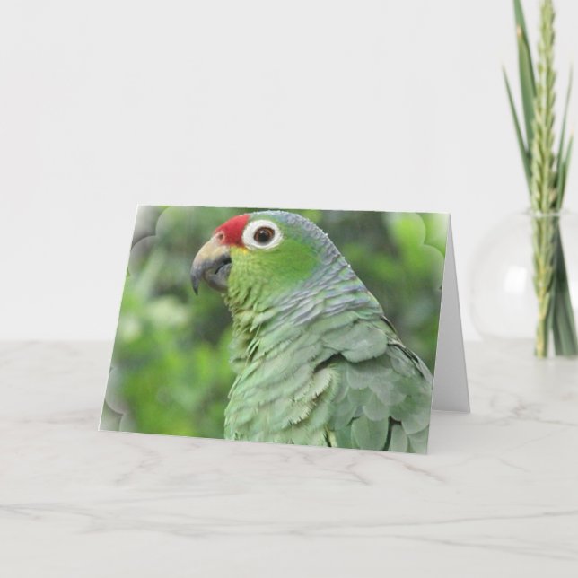 Green Parrot Greeting Card (Front)