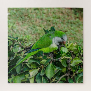 Green parrot jigsaw puzzle