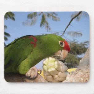 green parrot mouse pad