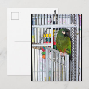 Green Parrot Portrait Postcard