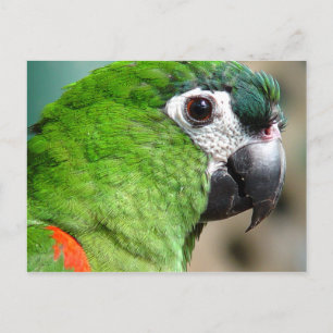Green Parrot Postcard